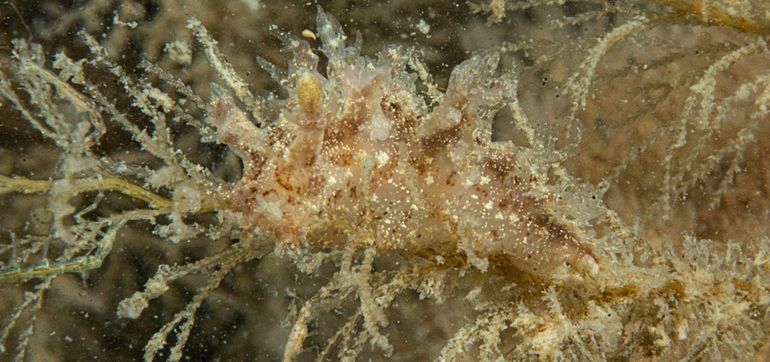 Onverwachte boompjesslak: deze boompjesslak werd op 12 juli 2020 in de Oosterschelde verzameld. Op basis van DNA-onderzoek is hij genetisch identiek aan Dendronotus keatleyae n. sp