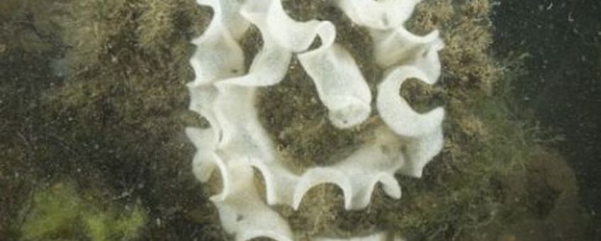 Een eisnoer van de Millennium wratslak © Peter H. van Bragt
