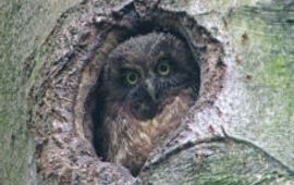 Staatsbosbeheer Ruigpootuil. Foto: Staatsbosbeheer