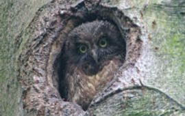 Ruigpootuil. Foto: Staatsbosbeheer