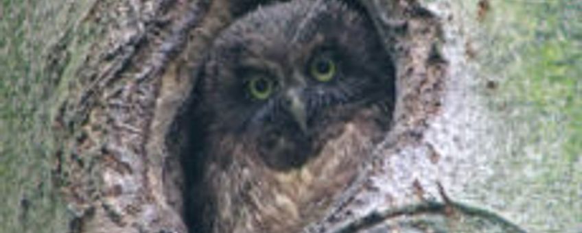 Ruigpootuil. Foto: Staatsbosbeheer