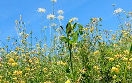 Kars Veling bloemen - primair