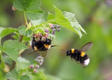 Aardhommel (Bombus terrestris)