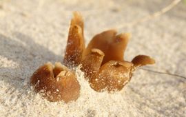 Peziza ammophila, Zandtulpje