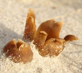 Peziza ammophila, Zandtulpje