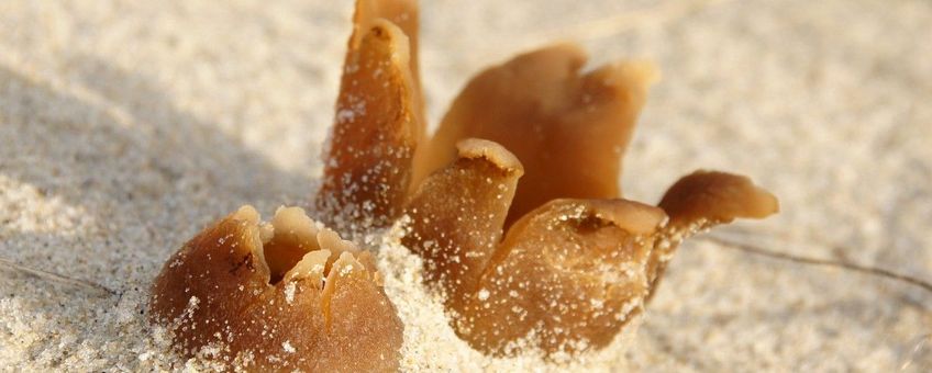 Peziza ammophila, Zandtulpje