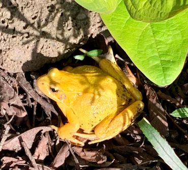 Bright yellow, yet this is a European brown frog