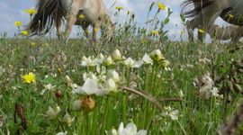 Konikpaarden aan de graas EENMALIG GEBRUIK