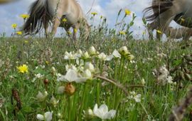 Konikpaarden aan de graas EENMALIG GEBRUIK