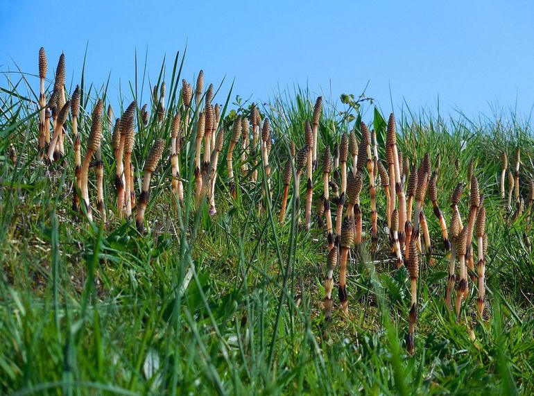 Heermoes in 'bloei' 