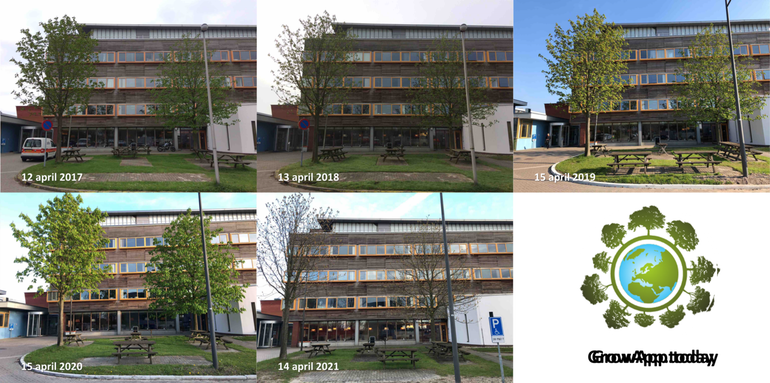 Twee witte paardenkastanjes op de campus in Wageningen zijn sinds 2017 nog niet zo laat in blad gekomen. Tot nu toe was in 2018 de bladontplooiing het laatst