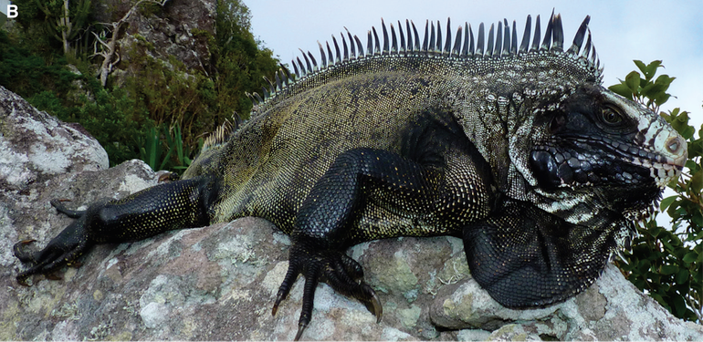 Old Painted Black Iguana from Saba