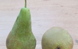 Rasbak, GFD-licentie Conference peren. Pyrus communis 'Conference'