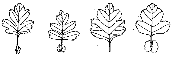 Meidoornbladeren (Links eenstijlige meidoorn, rechts tweestijlige meidoorn)