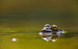 Irene Mei, Flickr Meerkikker. Pelophylax ridibundus
