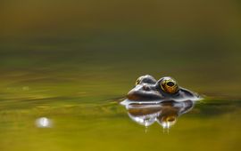 Meerkikker. Pelophylax ridibundus