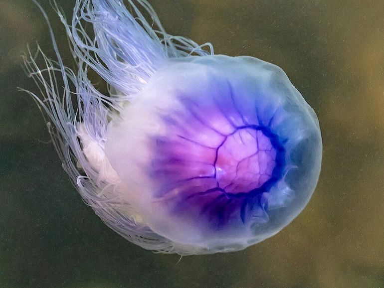 De blauwe haarkwal is een goede zwemmer