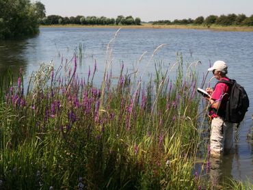 Ook tellers van planten en dieren zijn groene vrijwilligers