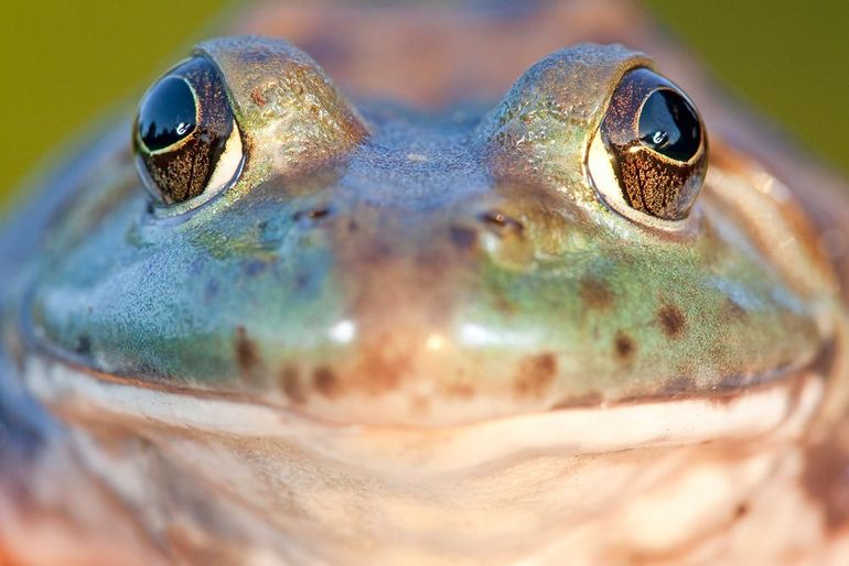 Amerikaanse stierkikker