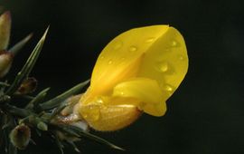 Ulex europaeus, Gaspeldoorn