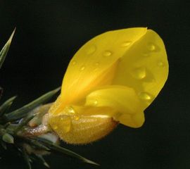 Ulex europaeus, Gaspeldoorn