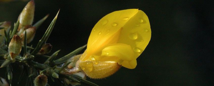 Ulex europaeus, Gaspeldoorn