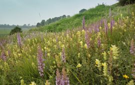 Orchideeen in het veld.