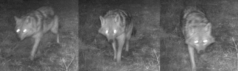 Goudjakhals op een ecoduct aan de Veluwe op 19 februari 2016