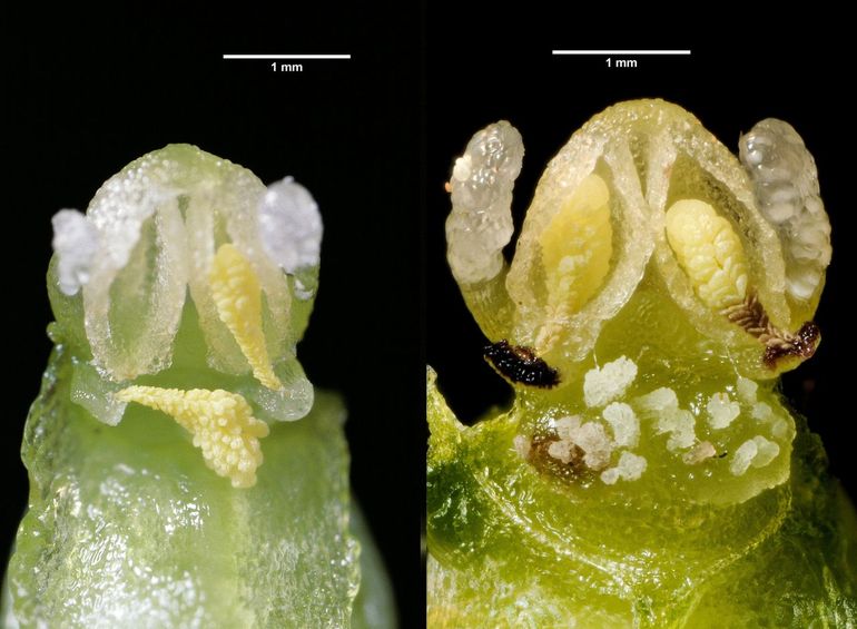 Bij het linkse bloemetje is het stuifmeelklompje op de stempel gevallen (zelfbestuiving). Bij het rechtse bloemetje zitten brokstukken van stuifmeel op de stempel, terwijl de eigen stuifmeelklompjes nog in het helmhokje zitten. Hier is dus een bestuiver aan het werk geweest. Voor de foto zijn de bloembladeren verwijderd