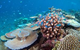 Lodestone Reef in Great Barrier Reef, Chromis viridis on coral