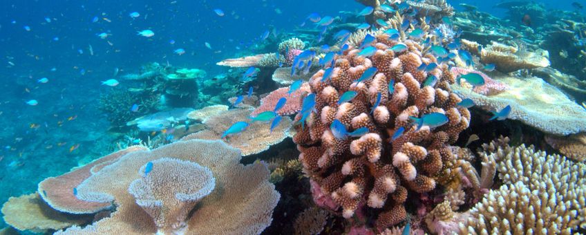 Lodestone Reef in Great Barrier Reef, Chromis viridis on coral