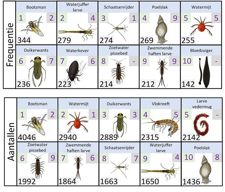 Overzicht van de tien soorten die op de meeste plekken zijn aangetroffen (frequentie) en de Top 10 van soorten met de meeste individuen (aantallen), waarbij de watervlo-achtigen buiten beschouwing zijn gelaten. Per soort is het rangnummer in 2022 (linksboven in groen) en 2021 (rechtsboven in paars) weergegeven. Het getal linksonder geeft het aantal locaties weer waar de soort is waargenomen (frequentie) of het totaal aantal individuen (aantallen)