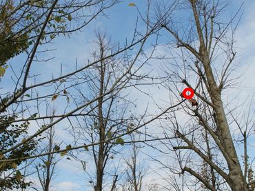 Het is een hele prestatie om zo’n klein eitje (in de rode cirkel) te vinden in zo’n grote boom