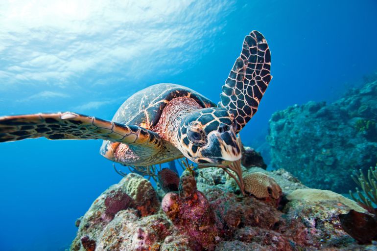 Hawksbill turtle