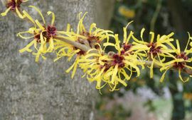 Toverhazelaar in bloei, januari 2026