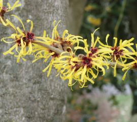 Toverhazelaar in bloei, januari 2026