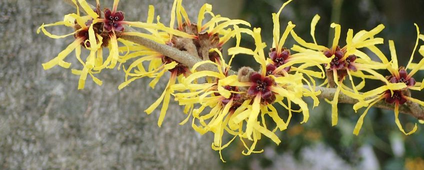 Toverhazelaar in bloei, januari 2026