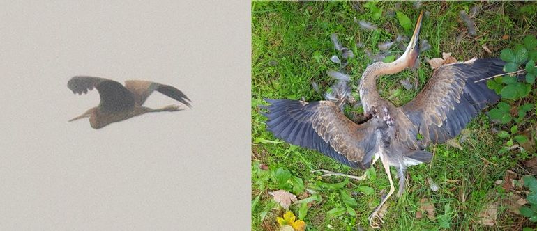 Links: wegvliegende purperreiger; rechts: dezelfde purperreiger geslagen door een havik