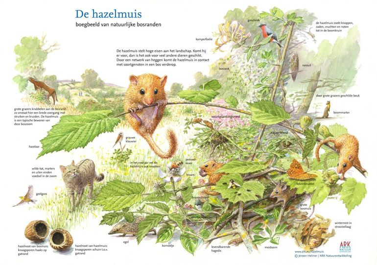 Hazelmuis, boegbeeld van natuurlijke bosranden