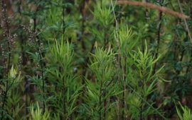 Wout van der Slikke Artemisia verlotiorum