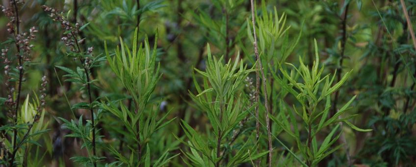 Artemisia verlotiorum