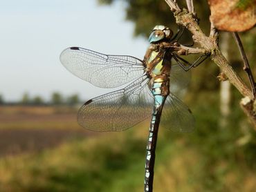 Sommige libellen, zoals deze paardenbijter, kunnen tot ver in de schemering actief zijn en worden dus ook 's avonds gezien