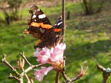 Atalanta houdt geen winterslaap, maar overwintert wel. Hier in februari op een winterbloeiende Viburnum