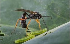 Tibor Bukovinszky, www.bugsinthepicture.com De sluipwesp Hyposoter ebeninus parasiteert een rups van het kleine koolwitje (Pieris rapae)