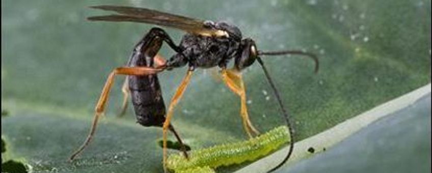 De sluipwesp Hyposoter ebeninus parasiteert een rups van het kleine koolwitje (Pieris rapae)