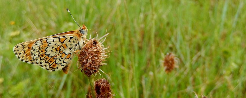 Nature | Insectenbescherming in de schijnwerpers