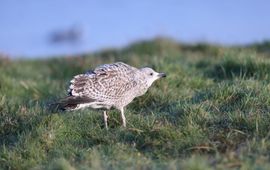 Wim H.N. de Kroon, Waarneming.nl (waarschijnlijk) zilvermeeuw juveniel, Larus argentatus