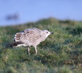 (waarschijnlijk) zilvermeeuw juveniel, Larus argentatus