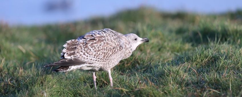 (waarschijnlijk) zilvermeeuw juveniel, Larus argentatus