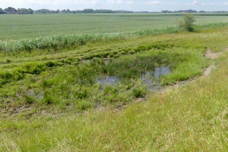 Structuurvariatie is een belangrijke voorwaarde voor een hoge insectenrijkdom op dijken. Een bijzonder element bij extensieve beweiding is een drinkpoel, wat weer een geheel nieuwe dimensie toevoegt aan het landschap
